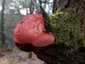 Májgomba (Fistulina hepatica), Budai-hegység